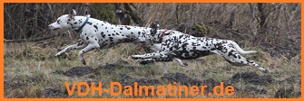 Link zu
            VDH-Dalmatiner.de